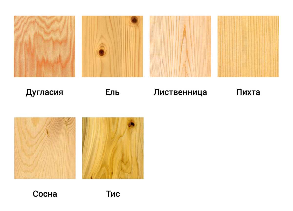 Изучение структуры древесины и ее свойств