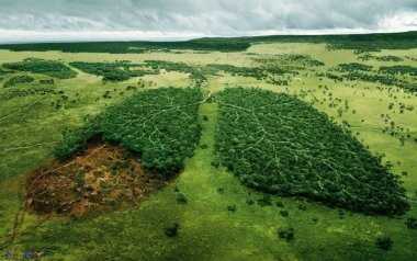 Влияние дерева на экологию и сохранение лесов